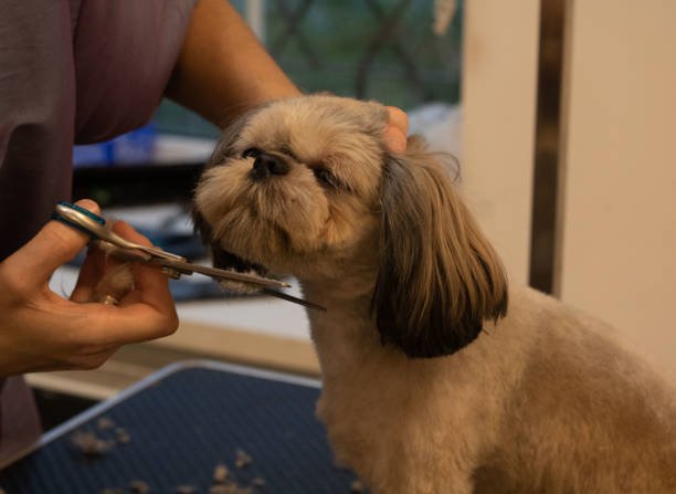 Banho e tosa cachorro 3