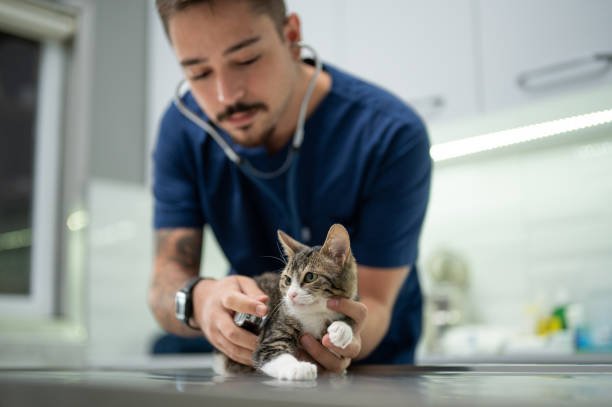 Clínica Veterinária 24 horas Mais próximo 1