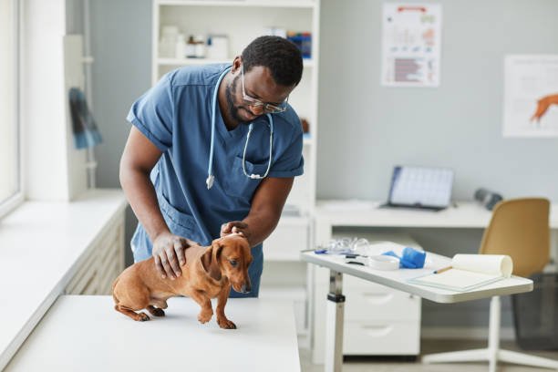 Clínica Veterinária 24 horas Mais próximo 2