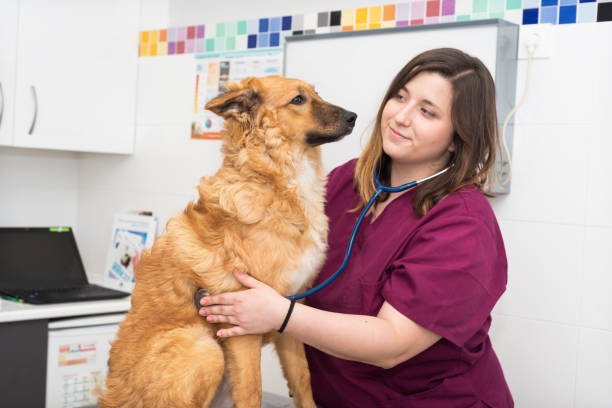 Clínica Veterinária 24 horas São paulo 1