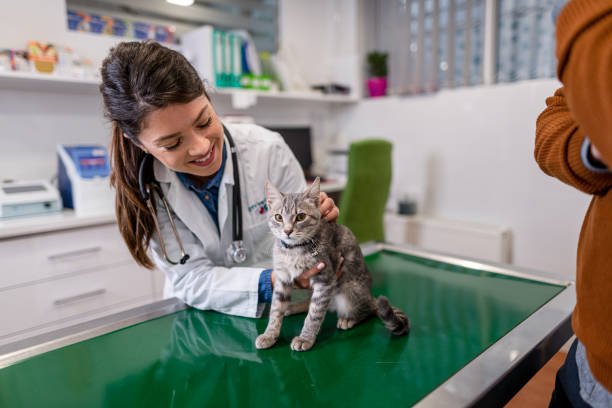 Clínica Veterinária 24 horas São paulo 2