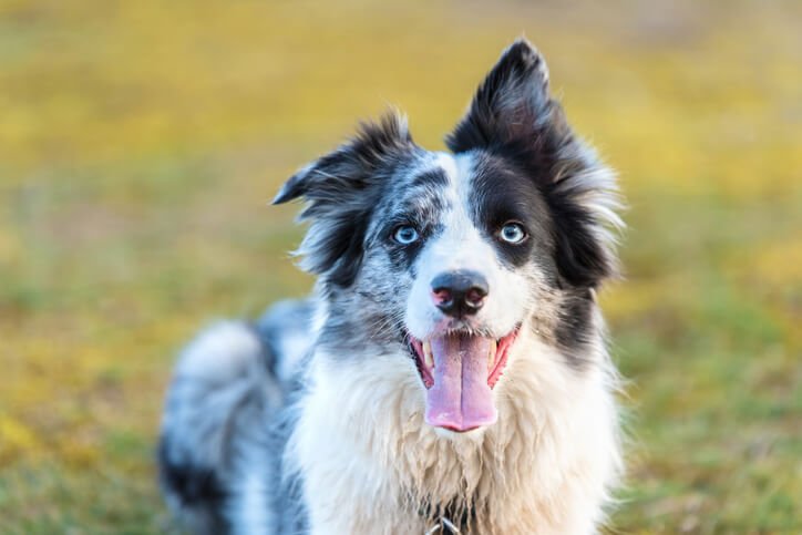 Border Collie