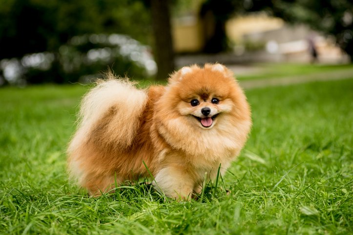 Cachorro Lulu da Pomerânia