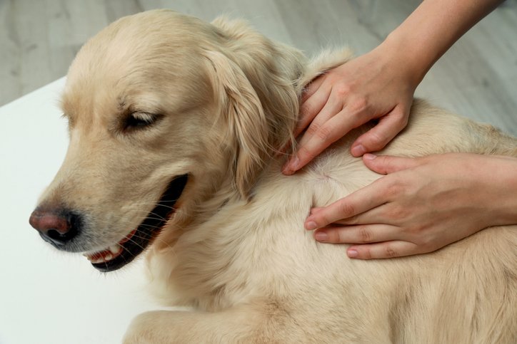 Doenças de pele em cães