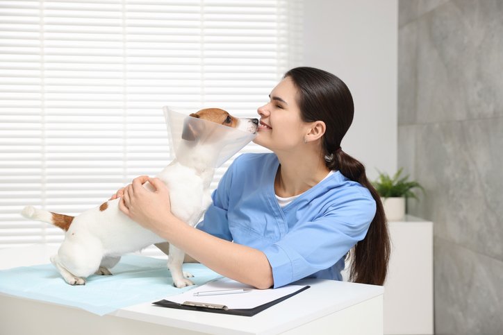 Castração em cachorro macho