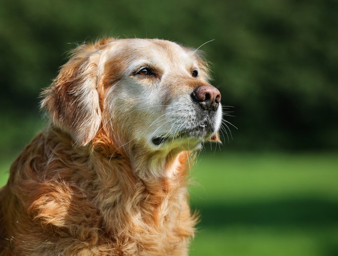 Cuidados com cães idosos