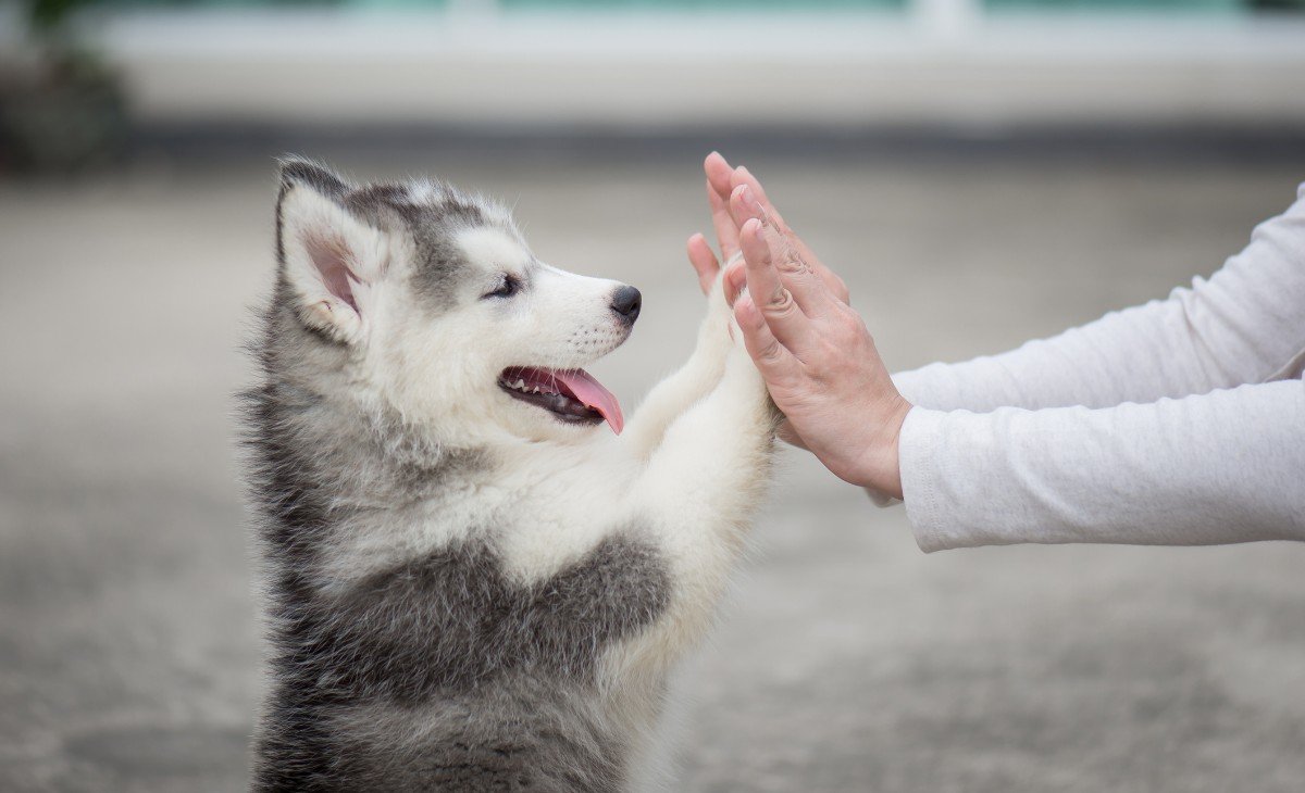 Como cuidar de um filhote de cachorro